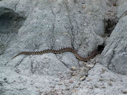 Rattlesnakes, mosquitoes and badgers are abundant in the Badlands.
