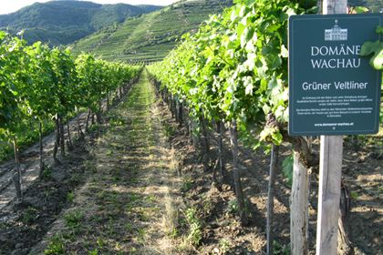 Wachau is a lovely region, where the River Danube is lined with pictorial steep terraced vineyards. People have been growing grapevine there since the 9th century.