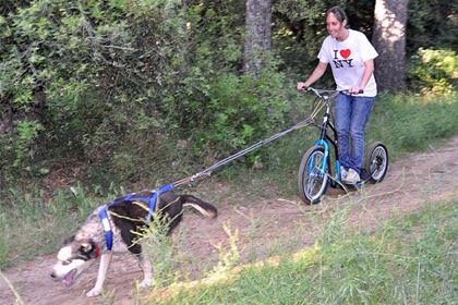 Dogscootering is becoming a favorite activity for dog owners.