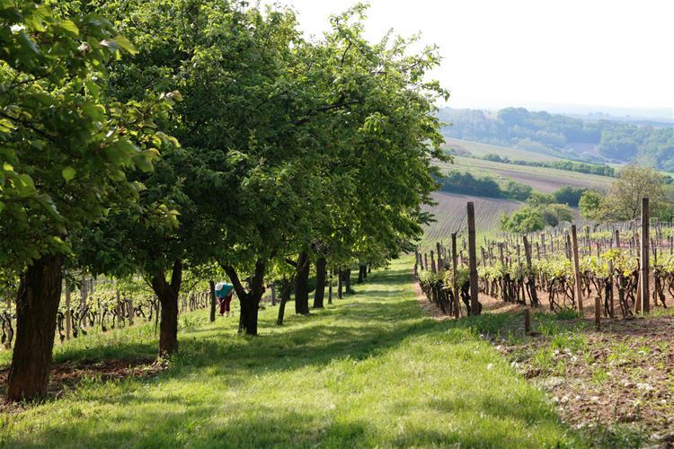 Vrbecké vinohrady za ranního slunce