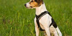Handy harness LINE