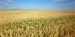 The countryside surrounding the town of Lethbridge