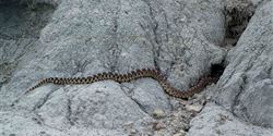 Rattlesnakes, mosquitoes and badgers are abundant in the Badlands.