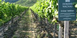Wachau is a lovely region, where the River Danube is lined with pictorial steep terraced vineyards. People have been growing grapevine there since the 9th century.