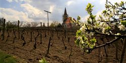 It is mainly the blue varieties that thrive in the slopes surrounding Vrbice; that is why the local viniculture region is called Modré Hory (Blue Mountains).