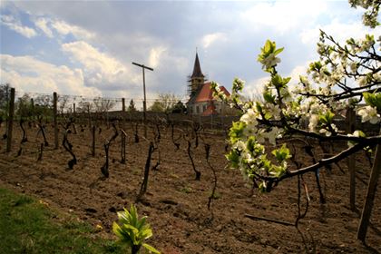 It is mainly the blue varieties that thrive in the slopes surrounding Vrbice; that is why the local viniculture region is called Modré Hory (Blue Mountains).