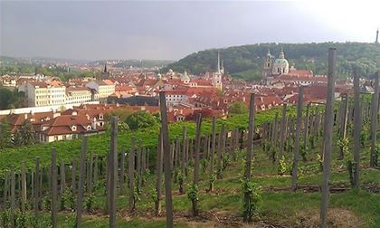Výhled ze Svatováclavské vinice pod Pražským hradem je v mnoha ohledech jedinečný a česká vinobraní si s těmi moravskými v ničem nezadají. Krásná krajina Jižní Moravy láká k projížďce. Unikátní sklepy ve Vrbici. Trasa závodu “Z kopca do kopca“ vedla kolem vrbických vinných sklípků. Já Yedoo! Jednou z doprovodných akcí závodu ve Vrbici byla i výtvarná soutěž. Ochutnávky jsou určeny nejen jeho milovníkům vína, ale i těm, kteří teprve svou cestu k tomuto lahodnému nápoji hledají. Vrbické sklepy jsou plné lahodného vína. Tradiční vinařská slavnost „Zarážení hory“ ve Vrbici se každoročně těší velké návštěvnosti. Modrými horami se vine 31 km dlouhá cyklistická stezka, která Vás provede vinařskou krajinou s nádhernými výhledy do okolí. Slavnosti vína jsou vždy doprovázené bohatým kulturním programem. Okruh zámeckým pakem v Lednici je dlouhý 8,5 km. Výhled ze Svatováclavské vinice pod Pražským hradem je v mnoha ohledech jedinečný a česká vinobraní si s těmi moravskými v ničem nezadají.