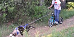 Dogscootering is becoming a favorite activity for dog owners.
