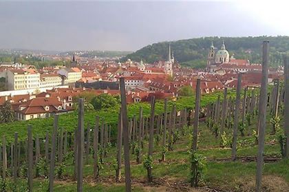 Výhled ze Svatováclavské vinice pod Pražským hradem je v mnoha ohledech jedinečný a česká vinobraní si s těmi moravskými v ničem nezadají.      Krásná krajina Jižní Moravy láká k projížďce.     Unikátní sklepy ve Vrbici.     Trasa závodu “Z kopca do kopca“ vedla kolem vrbických vinných sklípků.     Já Yedoo!     Jednou z doprovodných akcí závodu ve Vrbici byla i výtvarná soutěž.     Ochutnávky jsou určeny nejen jeho milovníkům vína, ale i těm, kteří teprve svou cestu k tomuto lahodnému nápoji hledají.     Vrbické sklepy jsou plné lahodného vína.     Tradiční vinařská slavnost „Zarážení hory“ ve Vrbici se každoročně těší velké návštěvnosti.     Modrými horami se vine 31 km dlouhá cyklistická stezka, která Vás provede vinařskou krajinou s nádhernými výhledy do okolí.     Slavnosti vína jsou vždy doprovázené bohatým kulturním programem.     Okruh zámeckým pakem v Lednici je dlouhý 8,5 km.     Výhled ze Svatováclavské vinice pod Pražským hradem je v mnoha ohledech jedinečný a česká vinobraní si s těmi moravskými v ničem nezadají.