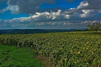 Modrými horami se vine 31 km dlouhá cyklistická stezka, která Vás provede vinařskou krajinou s nádhernými výhledy do okolí. 