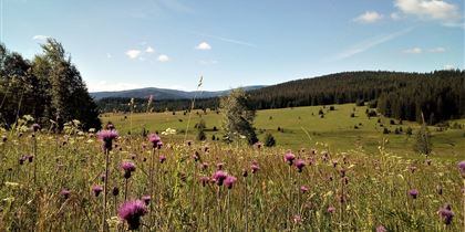 Böhmerwald per Tretroller 