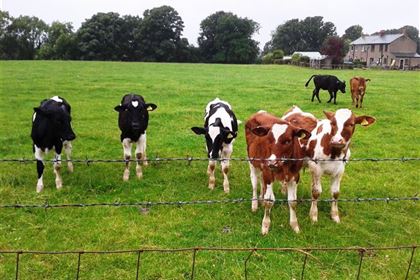 What is it? I´ve never seen such a thing in my life. A common reaction of the English and Scots on the scooter. The cows were astonished, too.