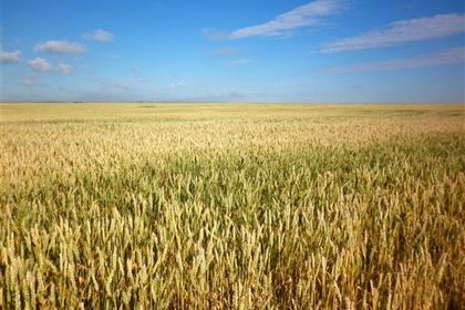 The countryside surrounding the town of Lethbridge