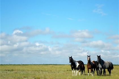 Freilaufende Pferde interessierten sich für die Tretrollerfahrer.