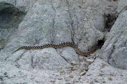 Rattlesnakes, mosquitoes and badgers are abundant in the Badlands.